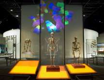 American Museum of Natural History